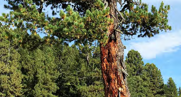 Heilkräfte aus 100% Natur- Zurück zu den Wurzeln