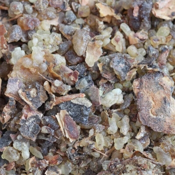 Weihrauch Boswellia Sacra aus dem Oman